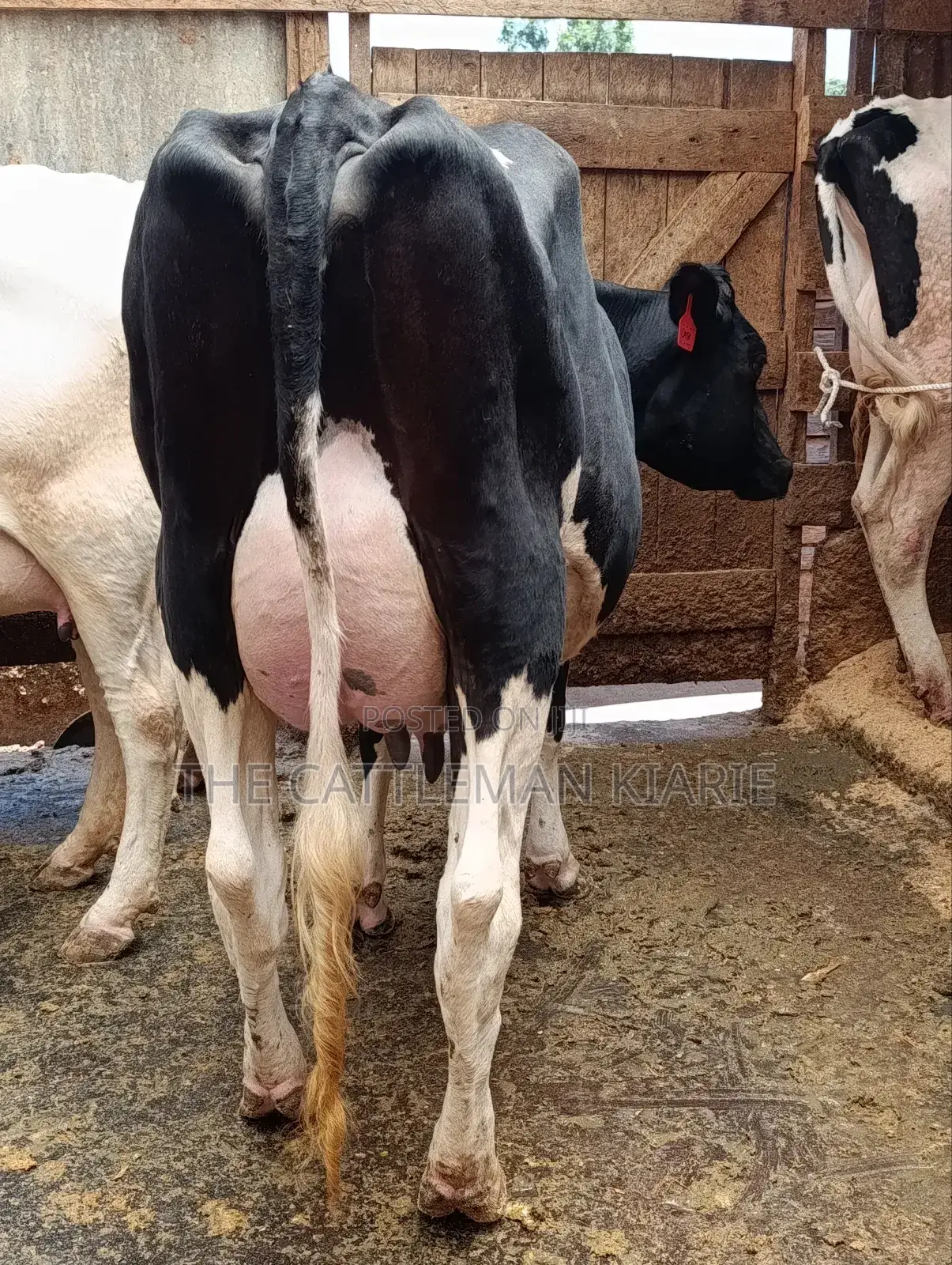 Githunguri Dairy Cows
