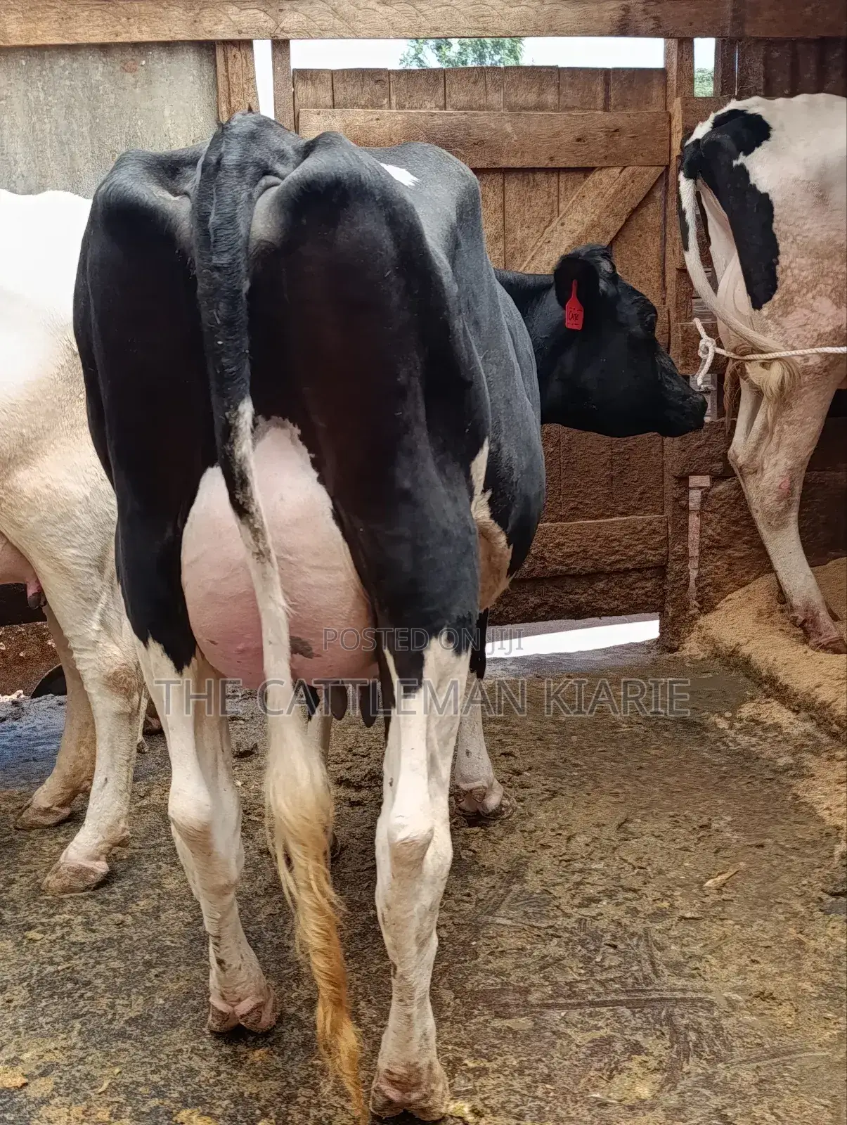 Githunguri Dairy Cows