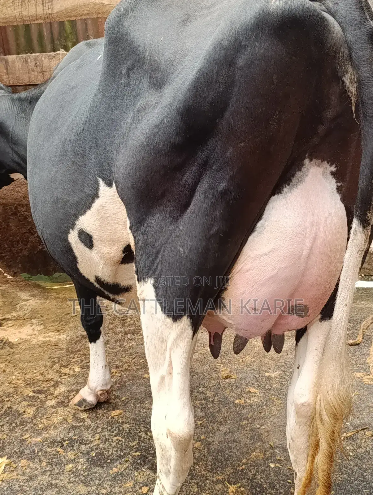 Githunguri Dairy Cows