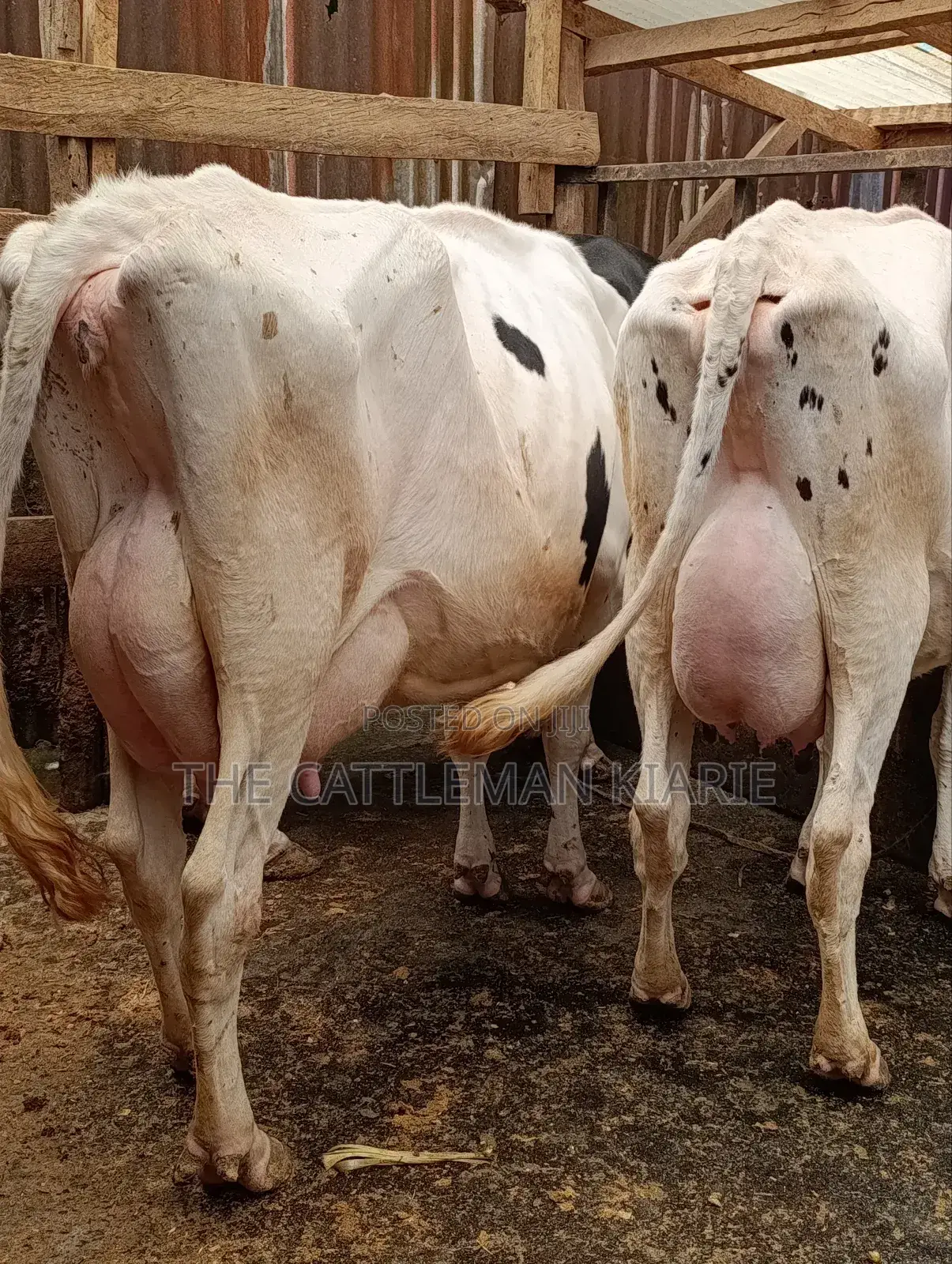 Githunguri Dairy Cows