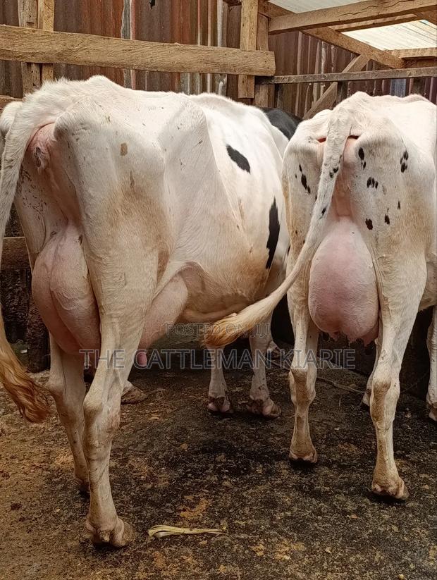 Githunguri Dairy Cows - thumbnail 10