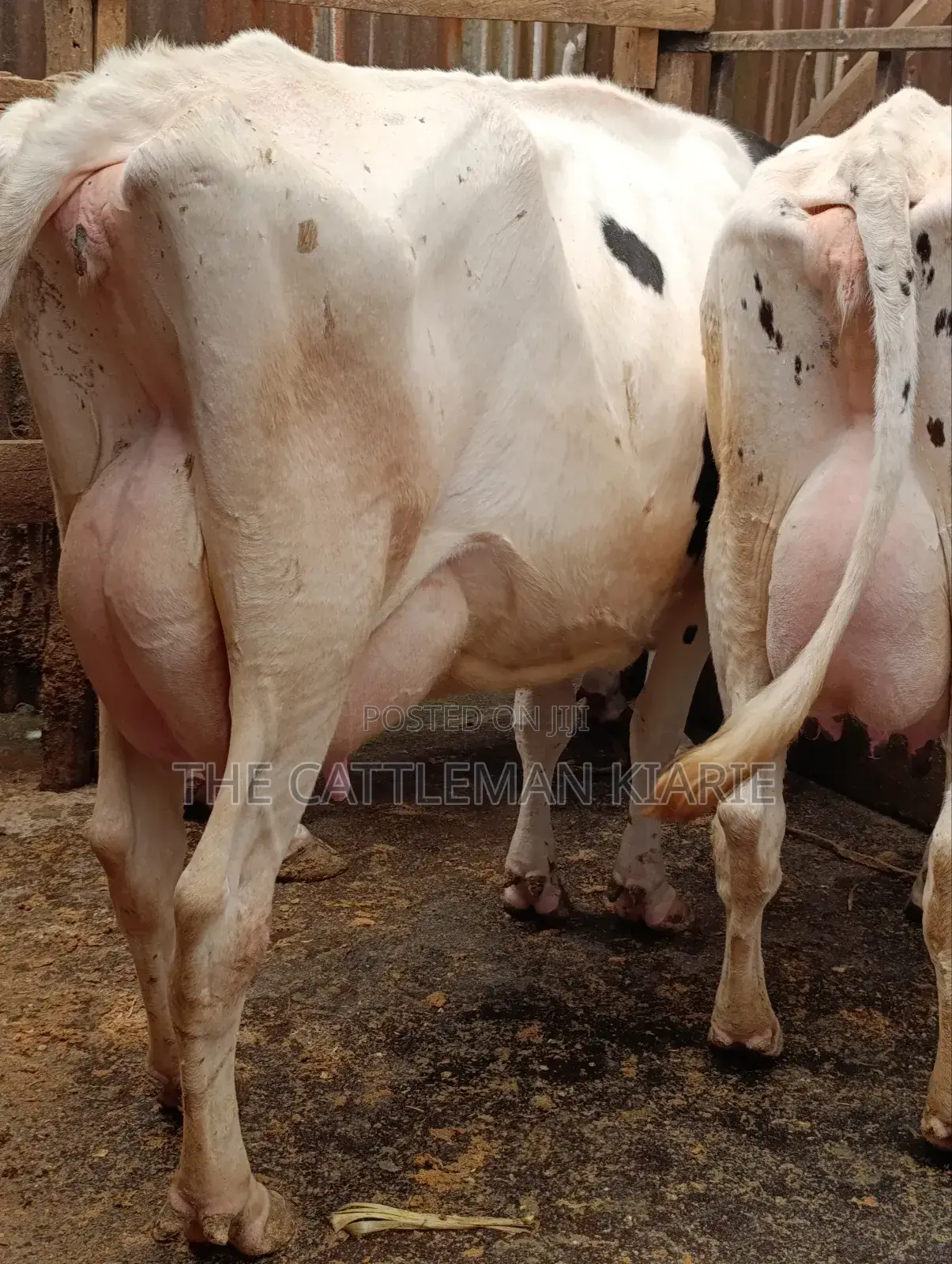 Githunguri Dairy Cows