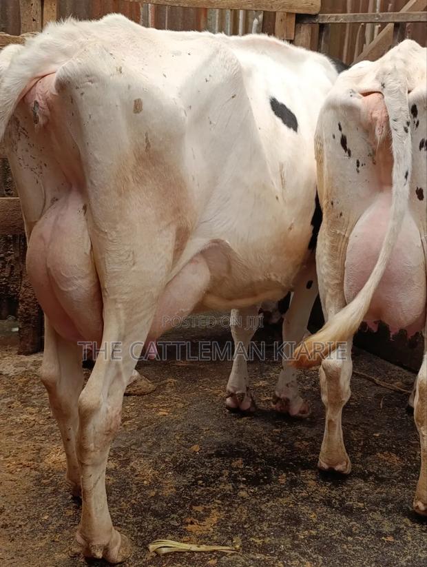 Githunguri Dairy Cows - thumbnail 11