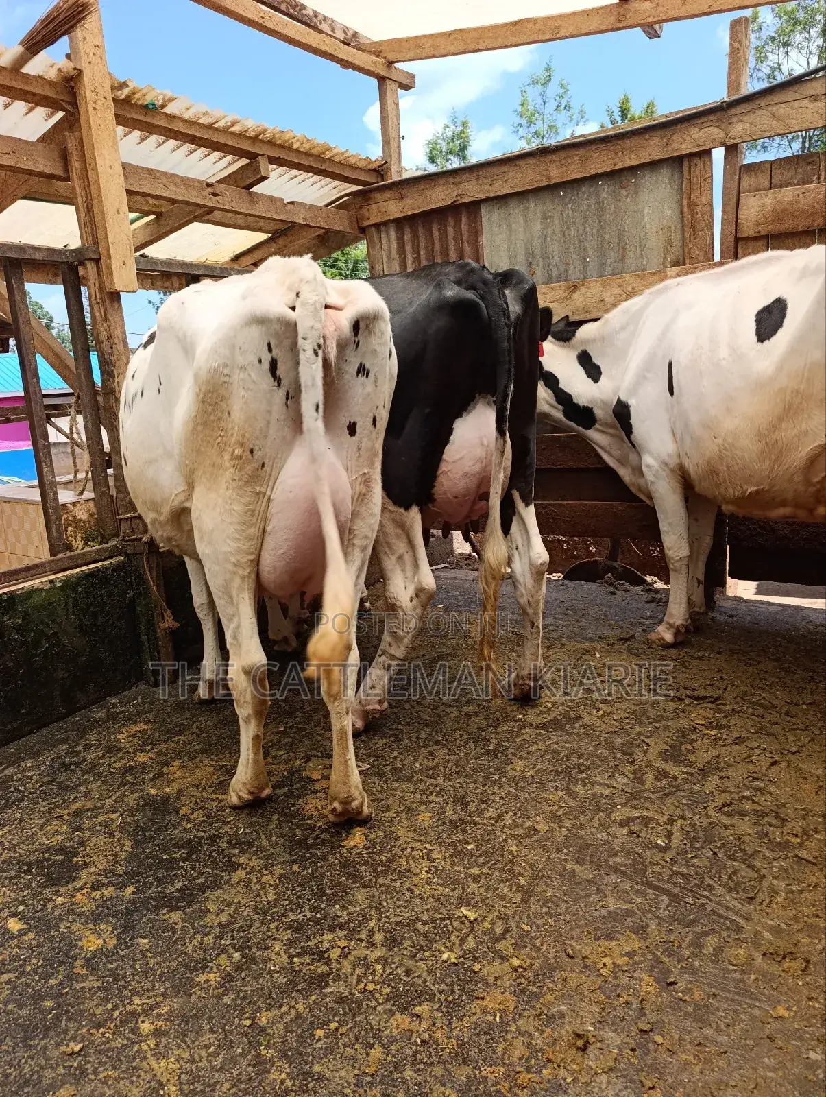 Githunguri Dairy Cows