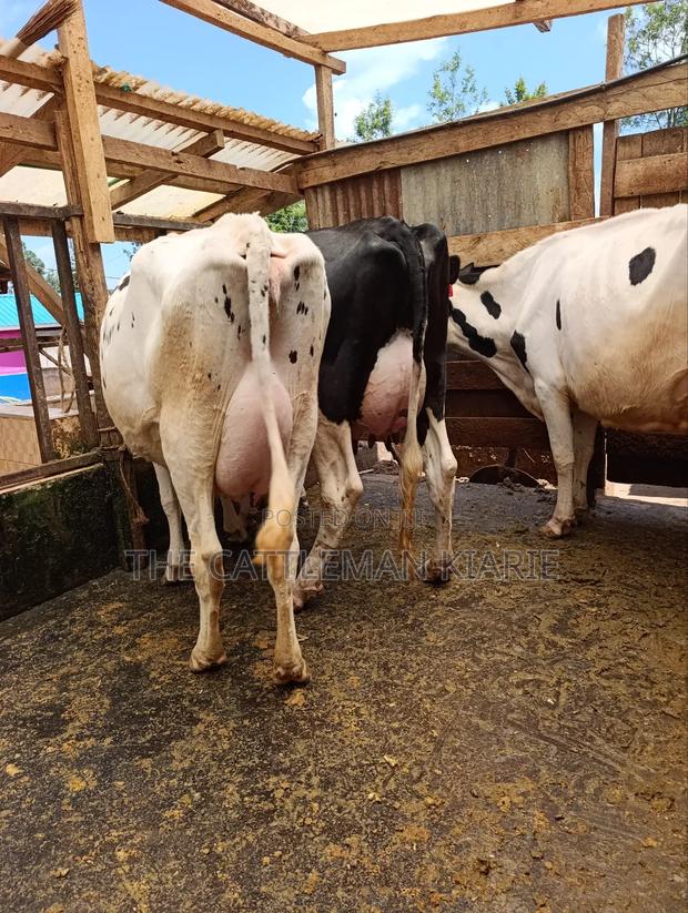 Githunguri Dairy Cows - thumbnail 12