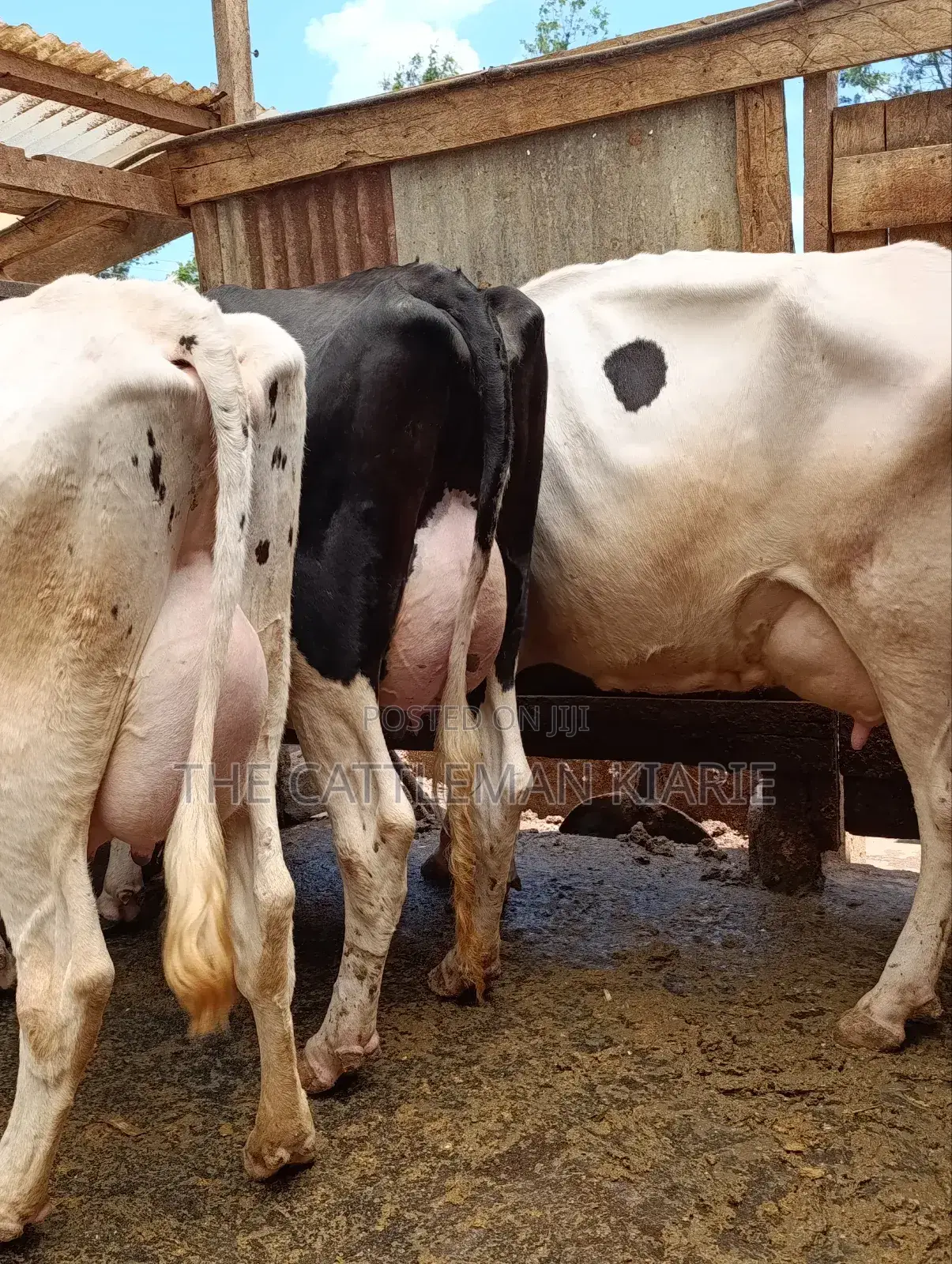 Githunguri Dairy Cows