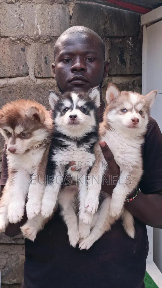 1-3 months Male Purebred Siberian Husky - main view