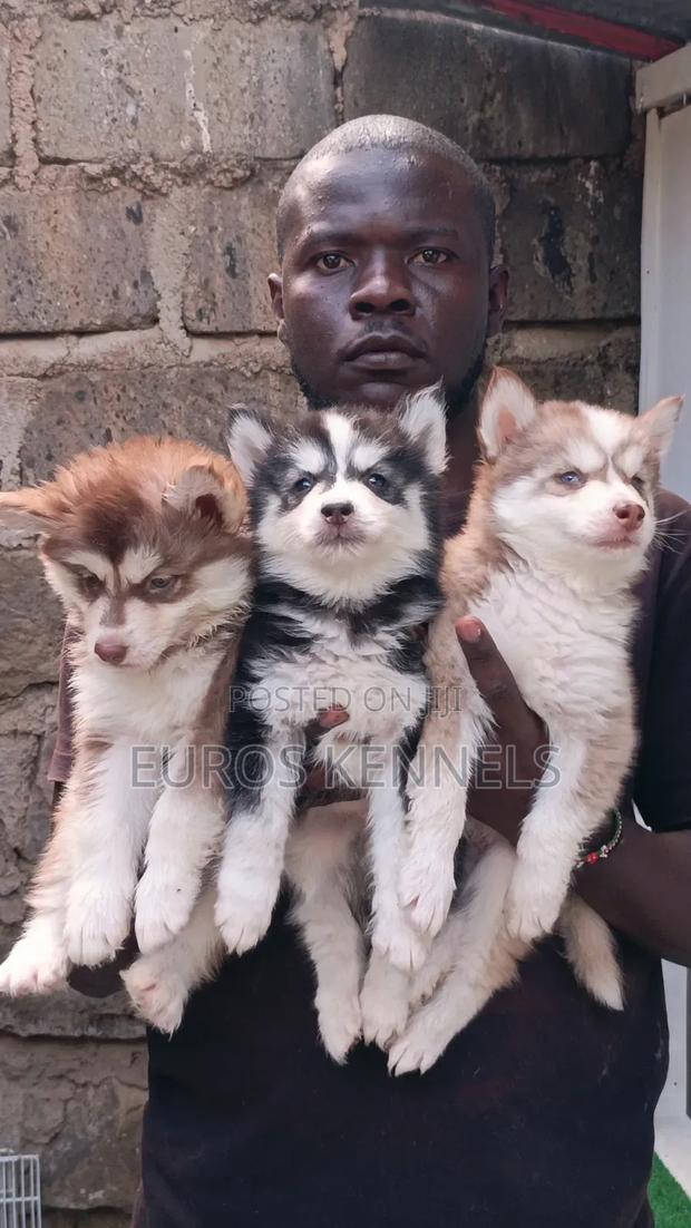 1-3 months Male Purebred Siberian Husky - thumbnail 2