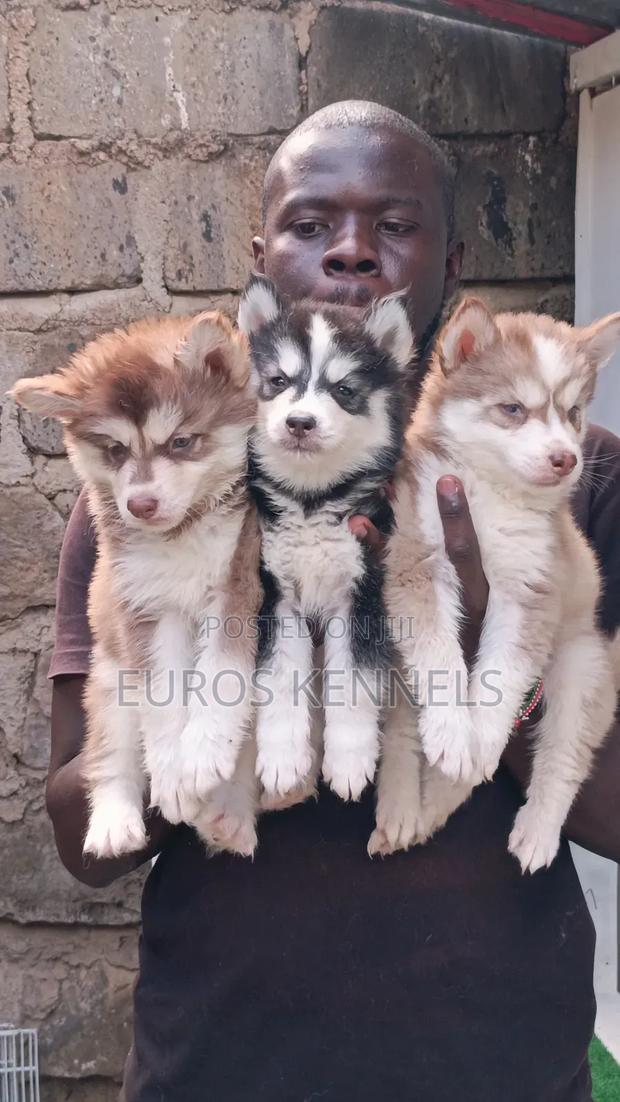1-3 months Male Purebred Siberian Husky - thumbnail 3
