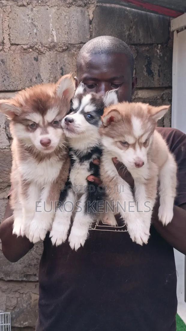 1-3 months Male Purebred Siberian Husky - thumbnail 4