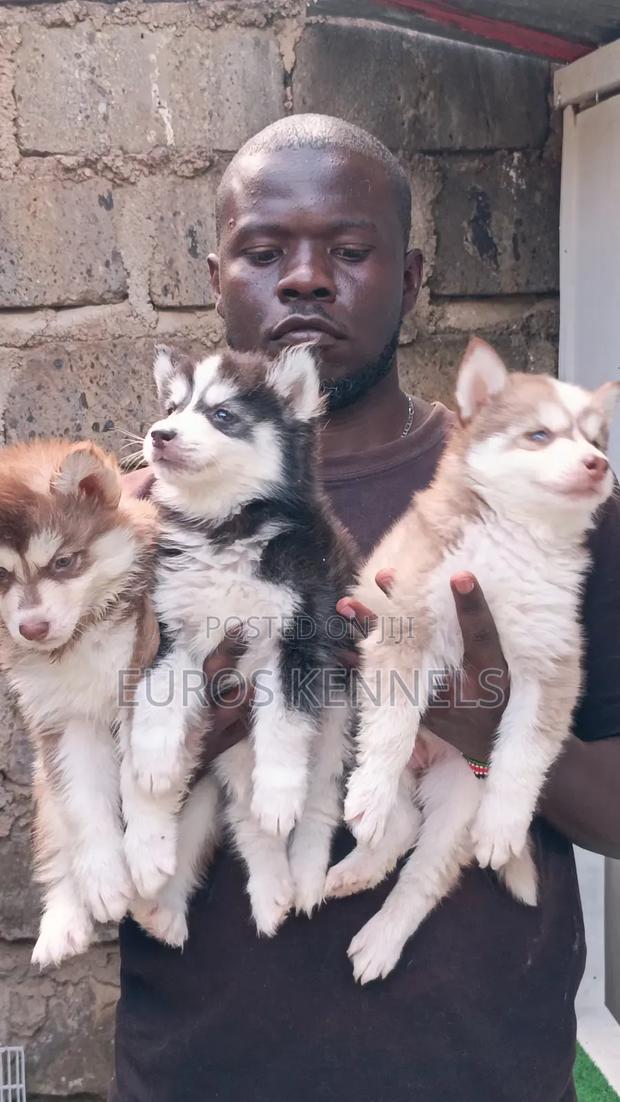 1-3 months Male Purebred Siberian Husky - thumbnail 5