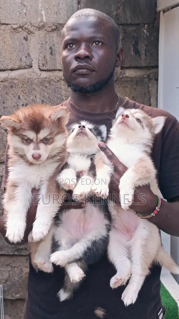 1-3 months Male Purebred Siberian Husky - thumbnail 6