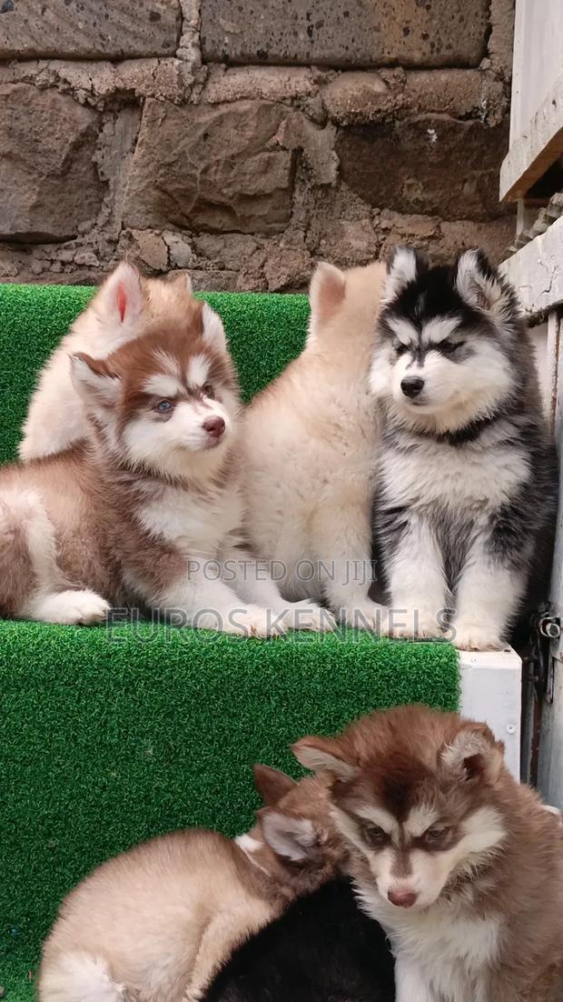 1-3 months Female Purebred Siberian Husky