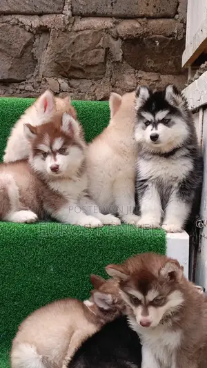 1-3 months Female Purebred Siberian Husky