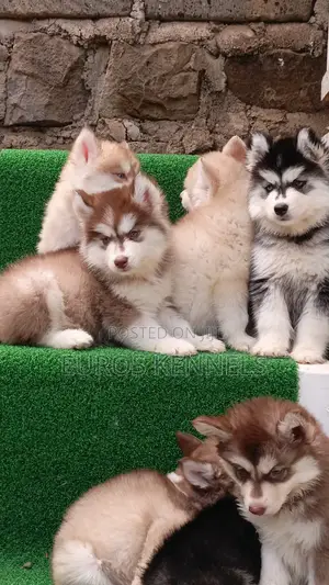 1-3 months Female Purebred Siberian Husky