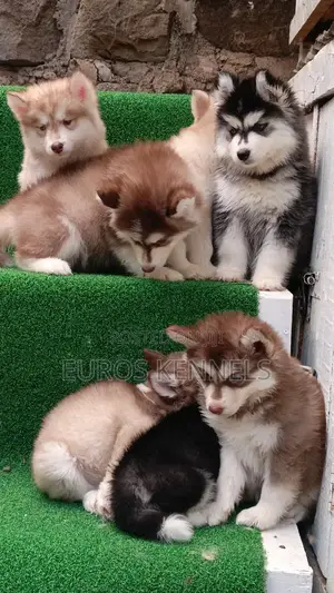 1-3 months Female Purebred Siberian Husky