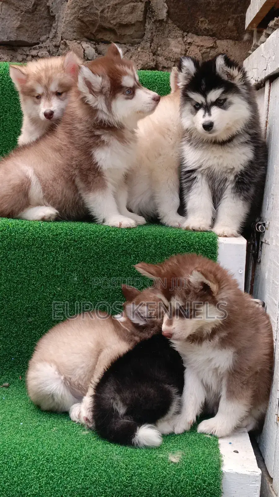 1-3 months Female Purebred Siberian Husky