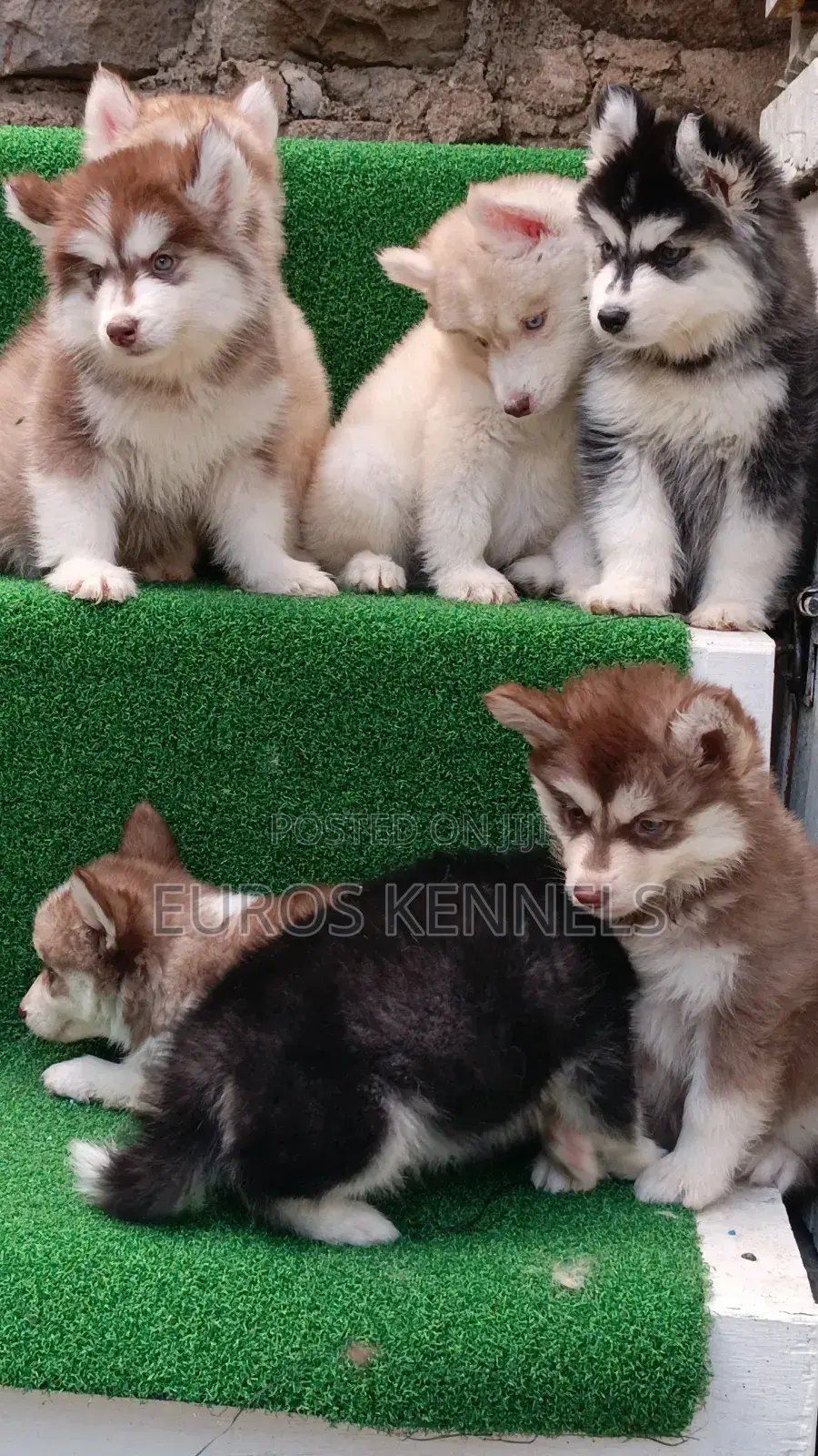 1-3 months Female Purebred Siberian Husky