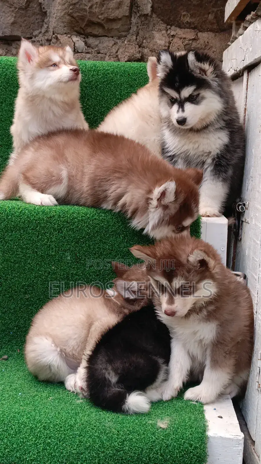 1-3 months Female Purebred Siberian Husky