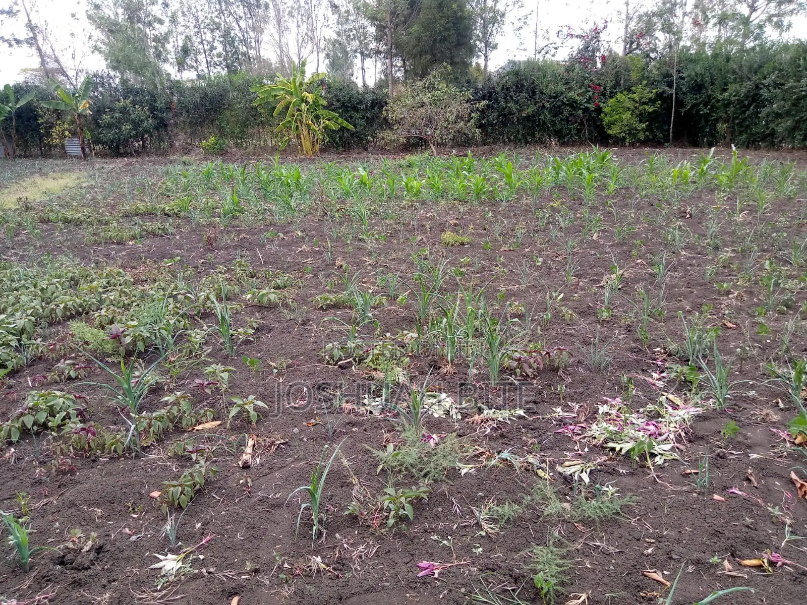 Quarter Acre Plot for Sale in Ongata Rongai, Kandisi Area