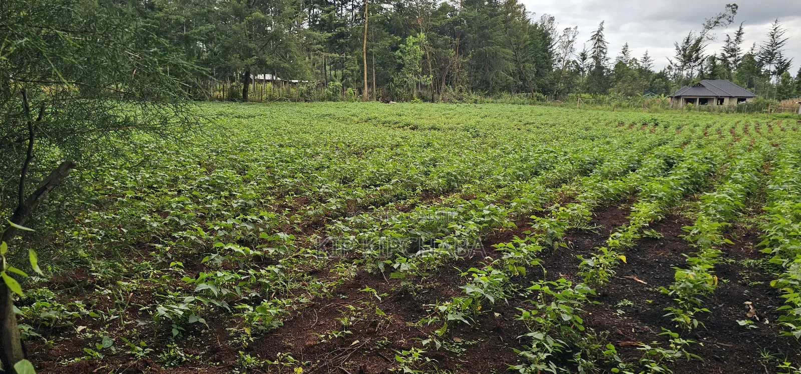 3bdrm Farm House in Mlango, Kapseret for sale