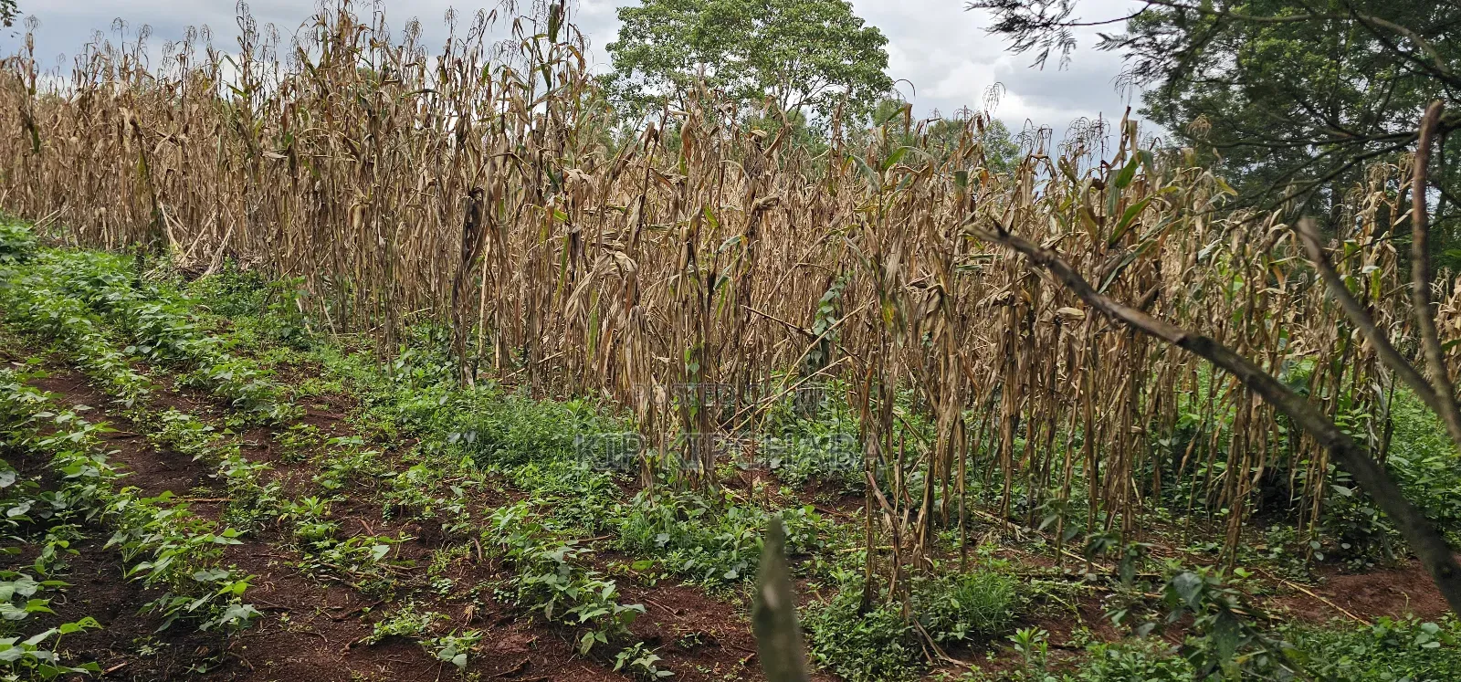 3bdrm Farm House in Mlango, Kapseret for sale
