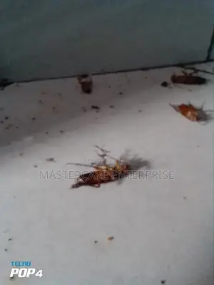 Cockroach Exterminator in Nairobi