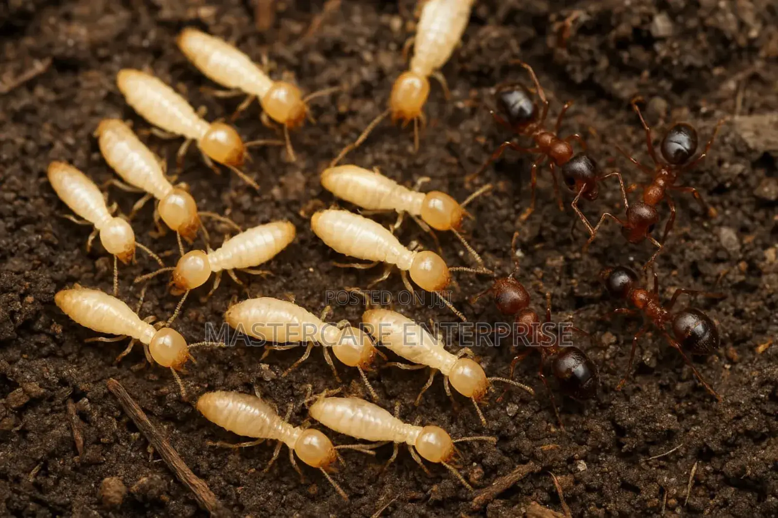 Termites and Ants Exterminator in Nairobi