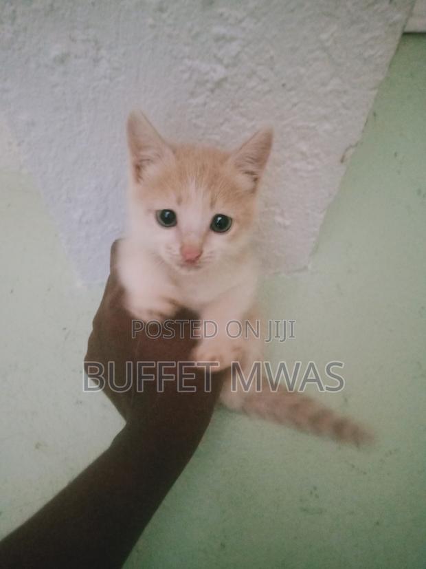 1-3 months Male Purebred Tabby - thumbnail 3