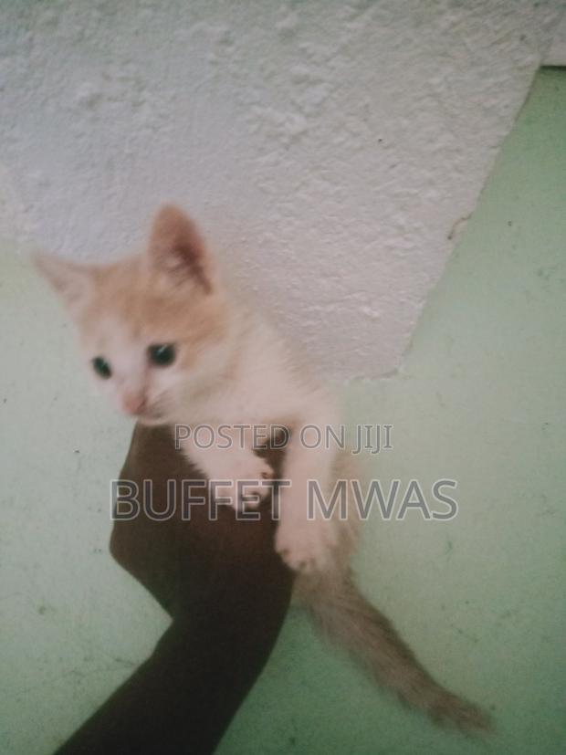 1-3 months Male Purebred Tabby - thumbnail 5