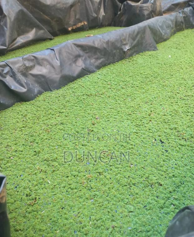 Azolla Pinnata - thumbnail 2