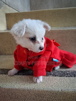 3-6 months Male Purebred Maltese