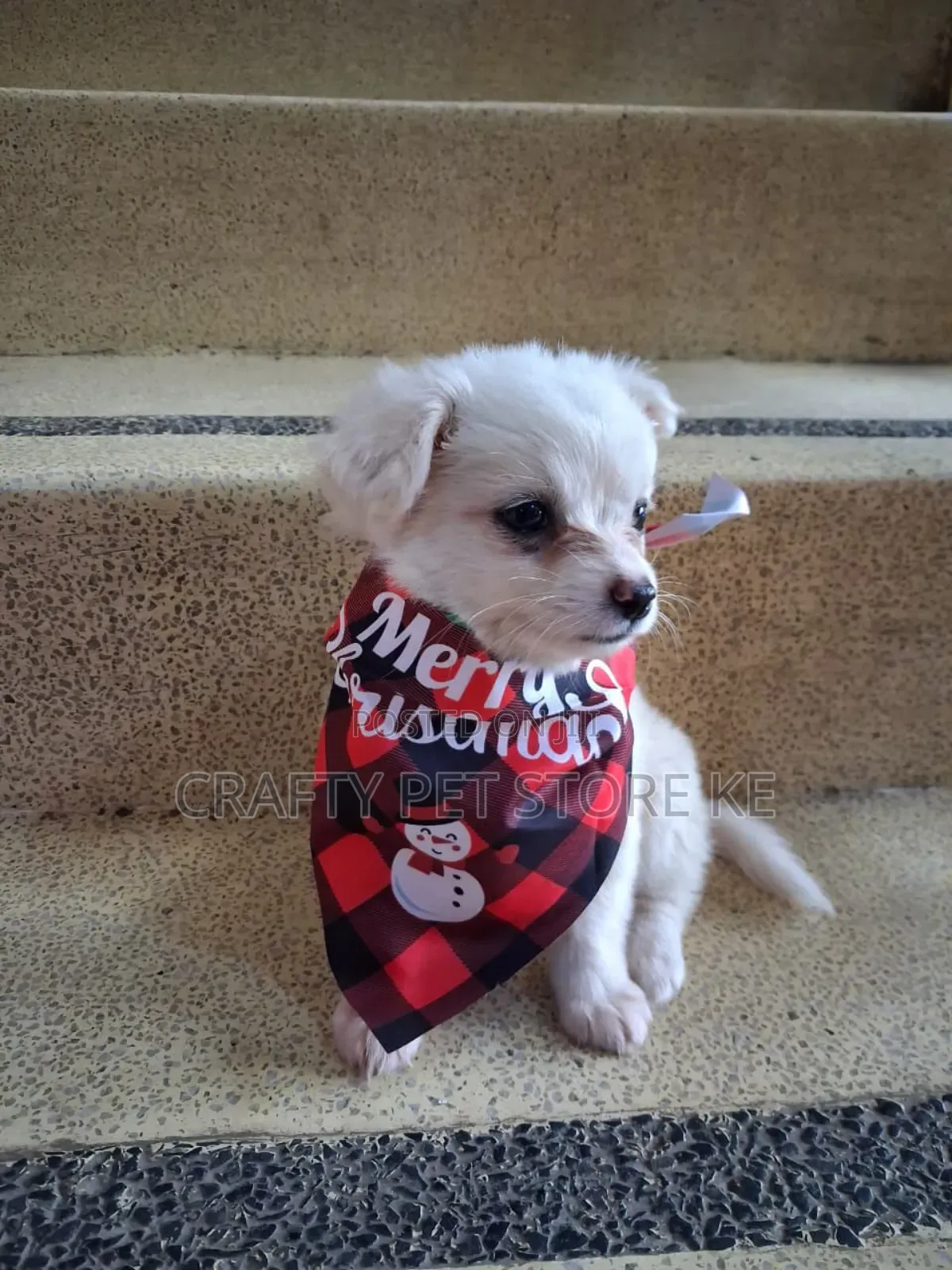 3-6 months Male Purebred Maltese
