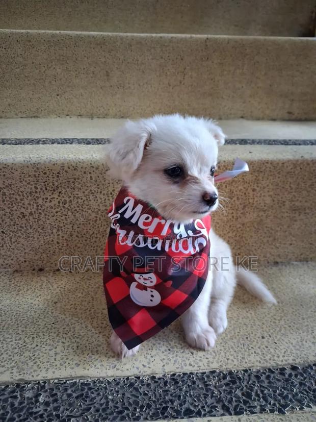 3-6 months Male Purebred Maltese - main view