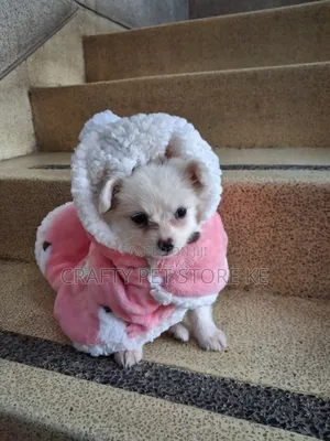 3-6 months Male Purebred Maltese