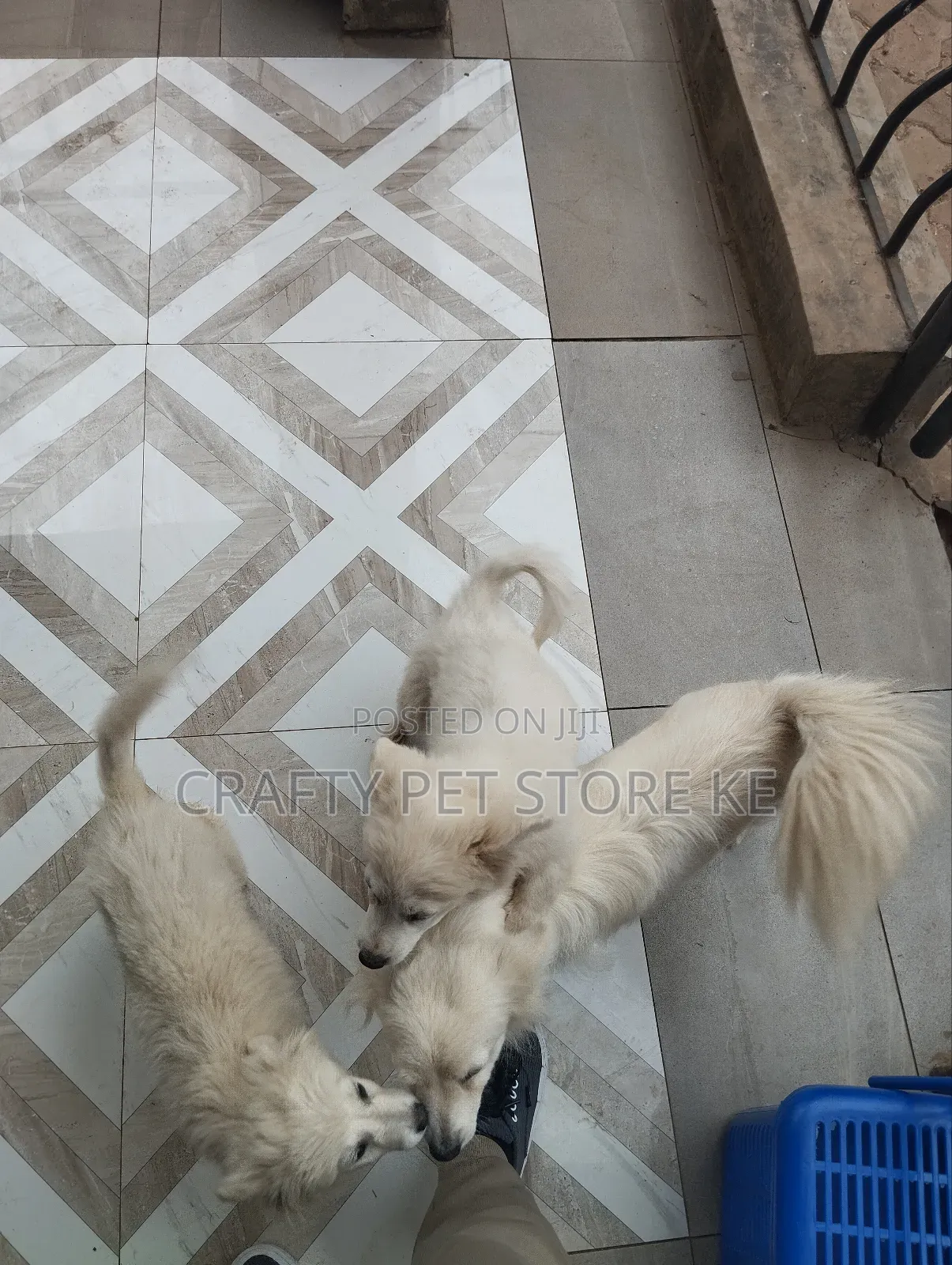 3-6 months Male Purebred Maltese