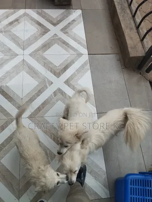 3-6 months Male Purebred Maltese