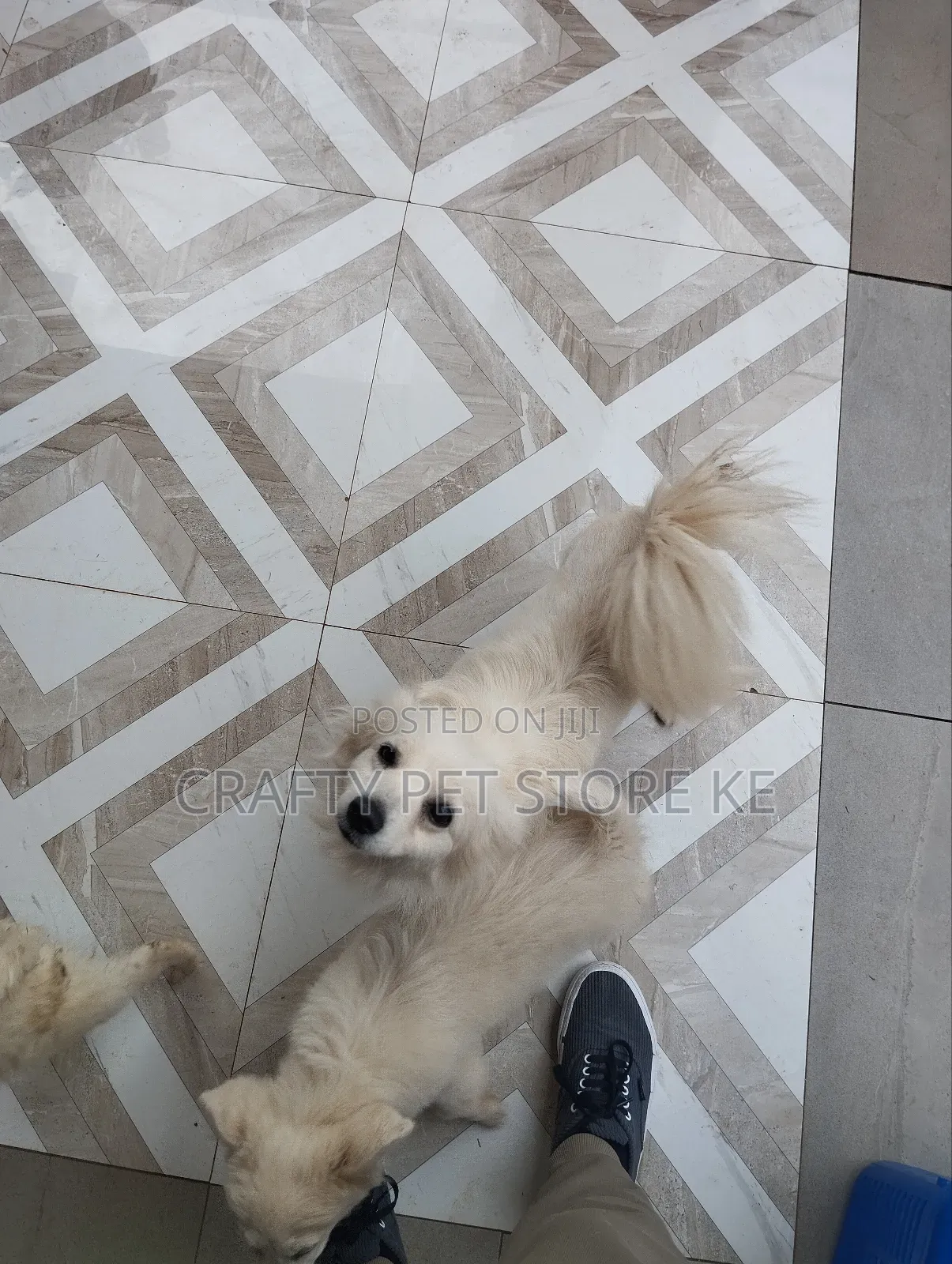 3-6 months Male Purebred Maltese
