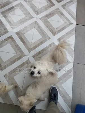 3-6 months Male Purebred Maltese