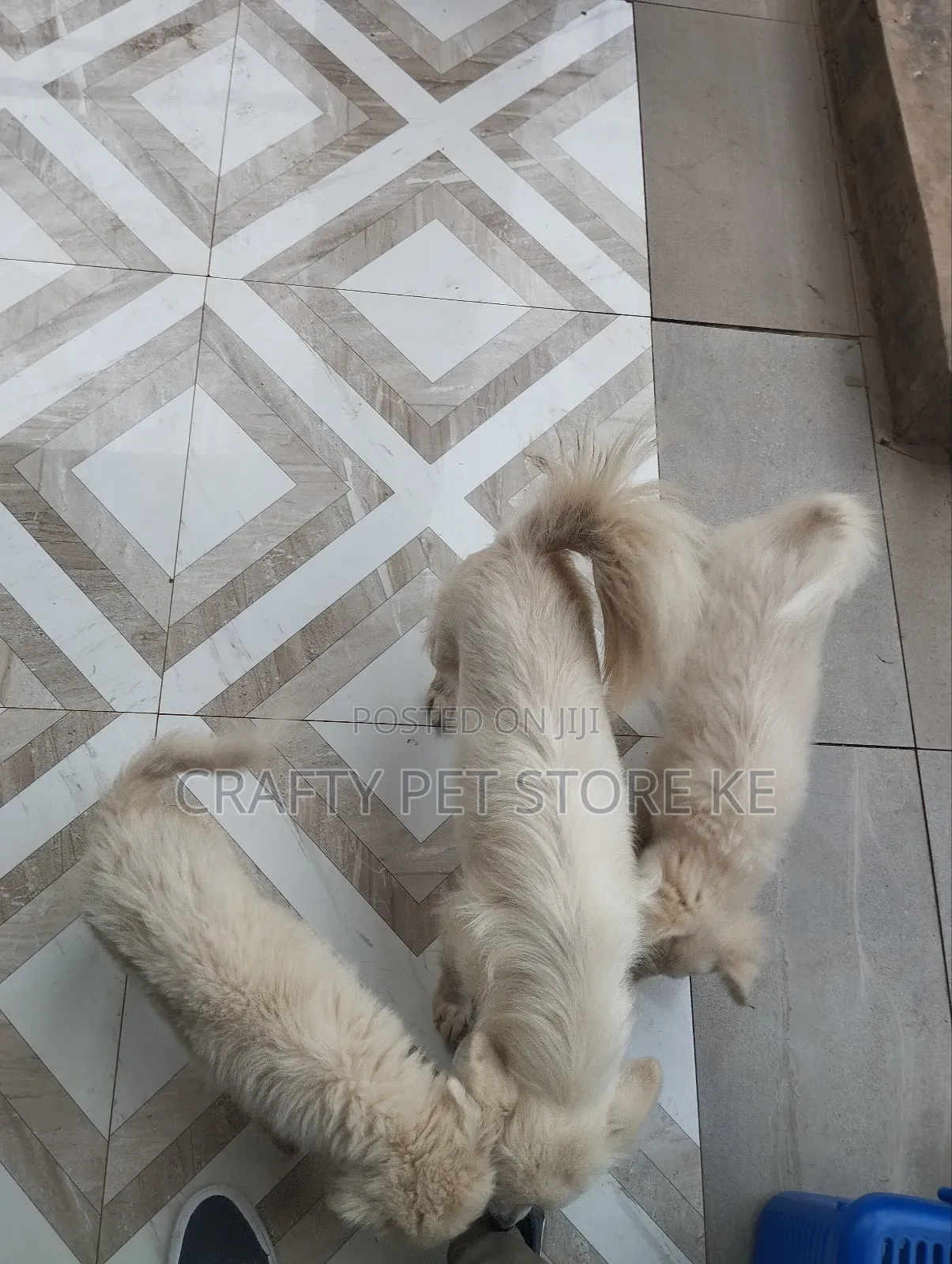 3-6 months Male Purebred Maltese