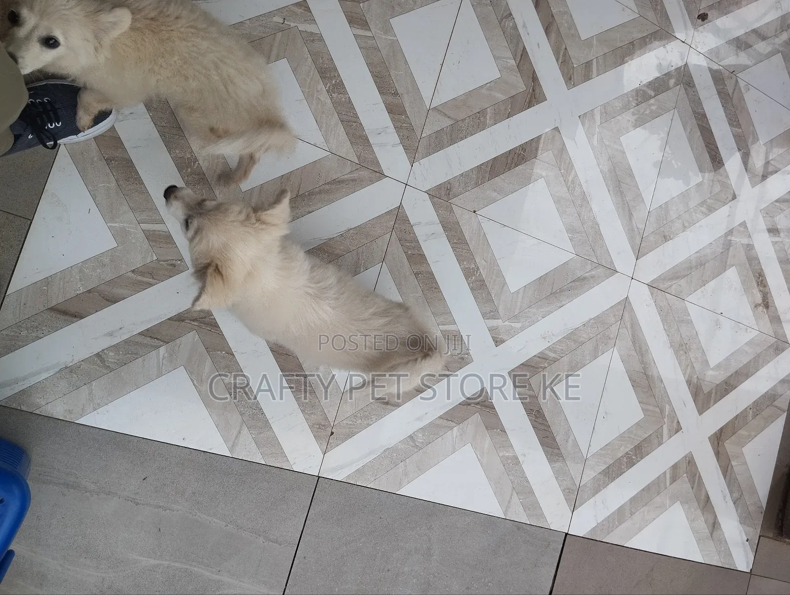 3-6 months Male Purebred Maltese