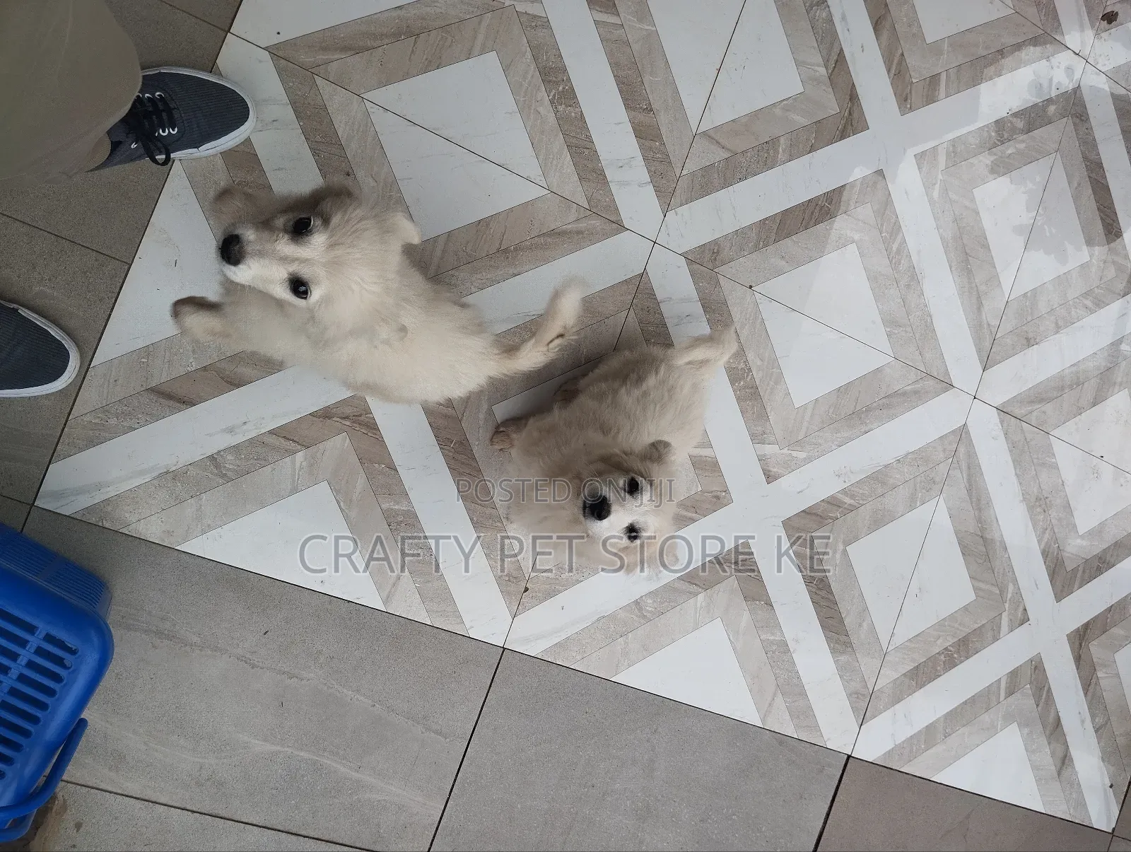 3-6 months Male Purebred Maltese