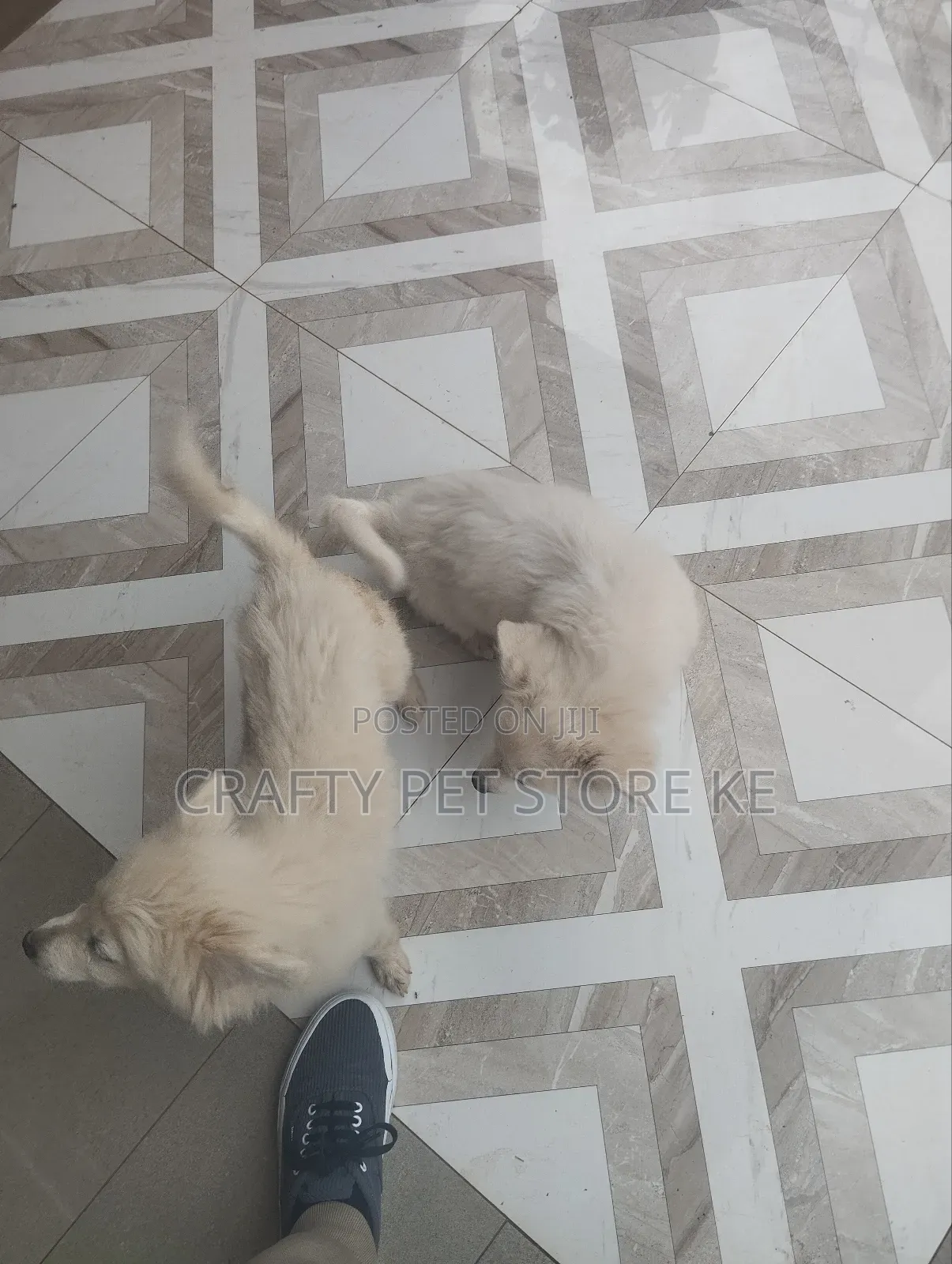 3-6 months Male Purebred Maltese