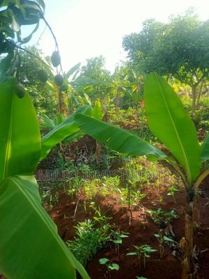 50 by 100 Plots at Kenol Sabasaba Area - main view