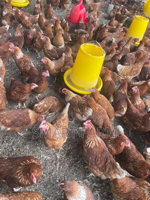 5.5 Months Old Layers - main view