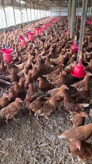 12 Weeks Old Layers - main view