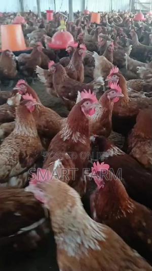 6 Months Old Active Layer - main view