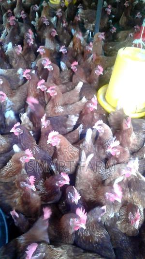 7 Months Old Active Layers - main view