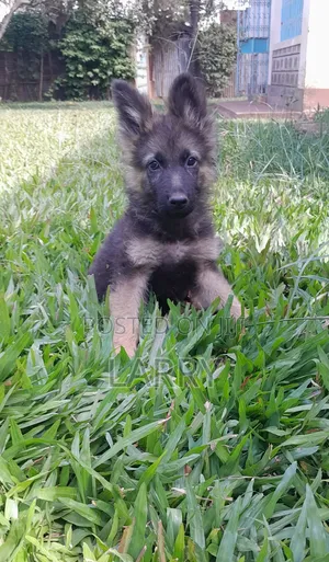 1-3 months Male Purebred German Shepherd