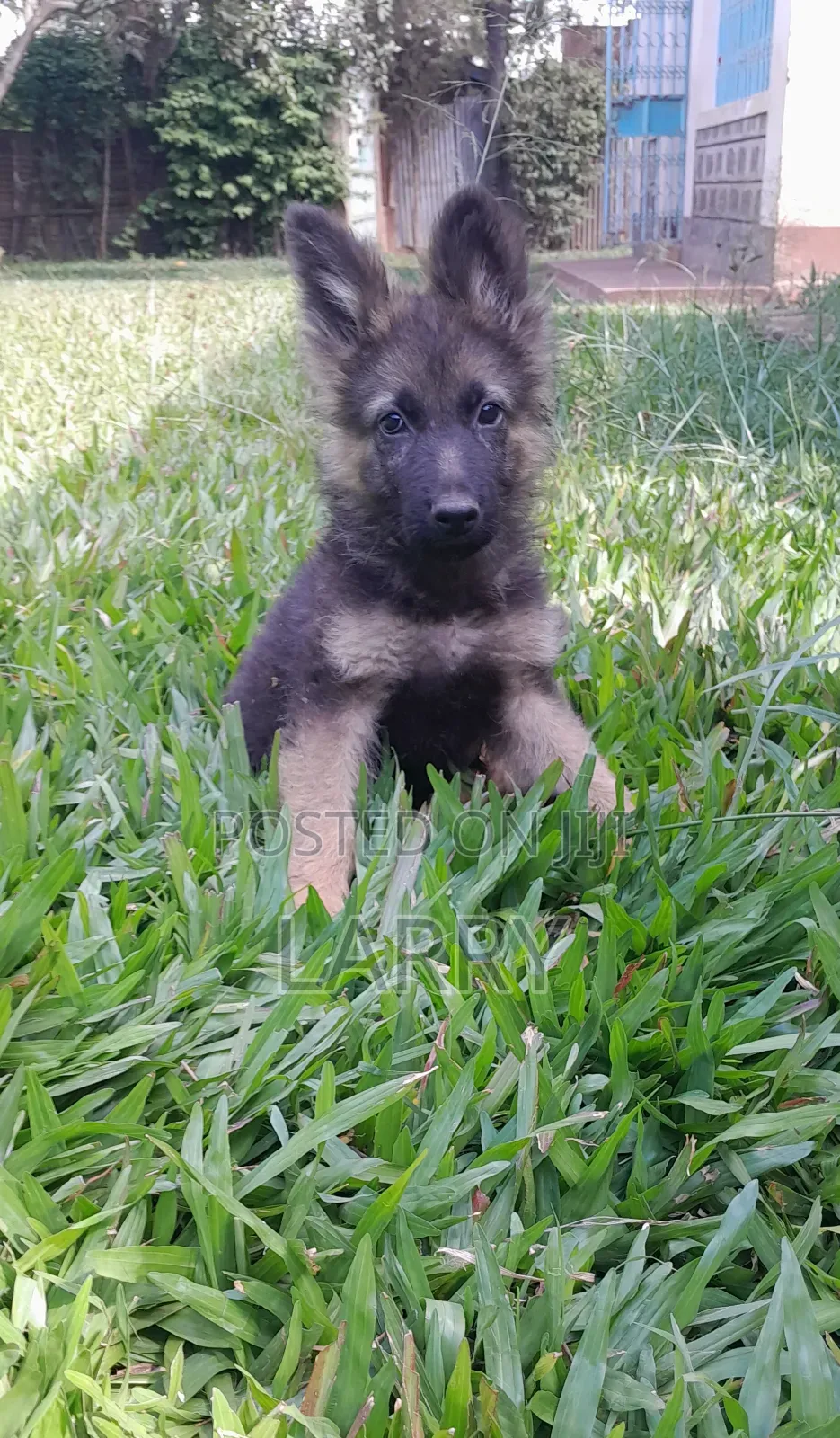 1-3 months Male Purebred German Shepherd